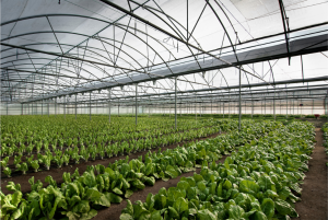 Using solar energy in greenhouses