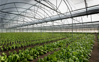 Using solar energy in greenhouses
